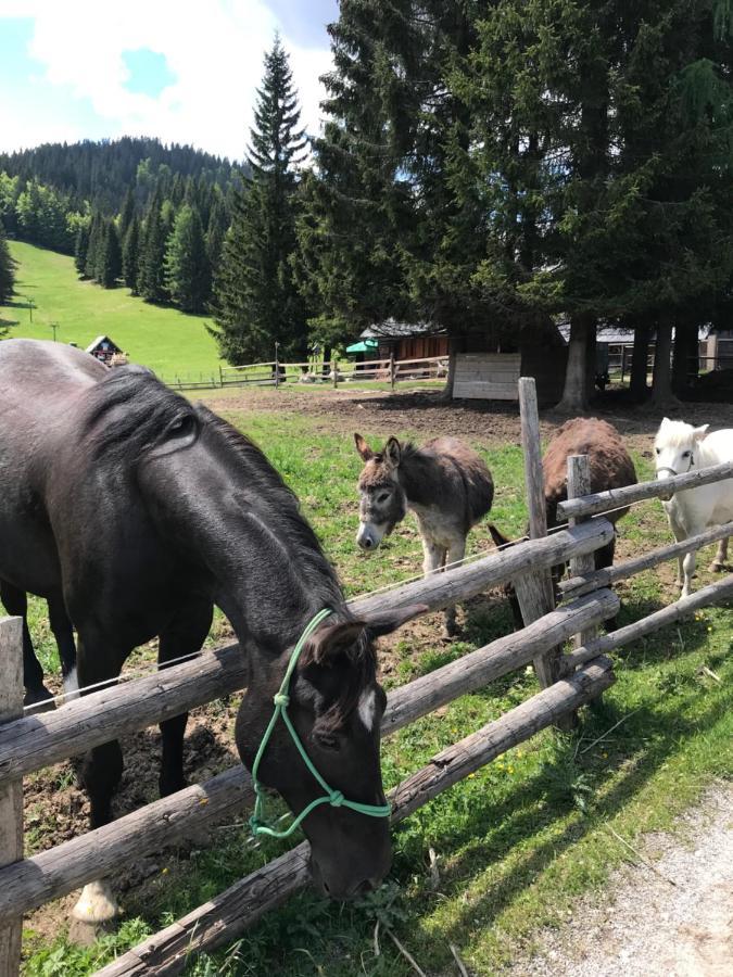 Chalet Stara Jelka Pokljuka Zgornje Gorje Buitenkant foto