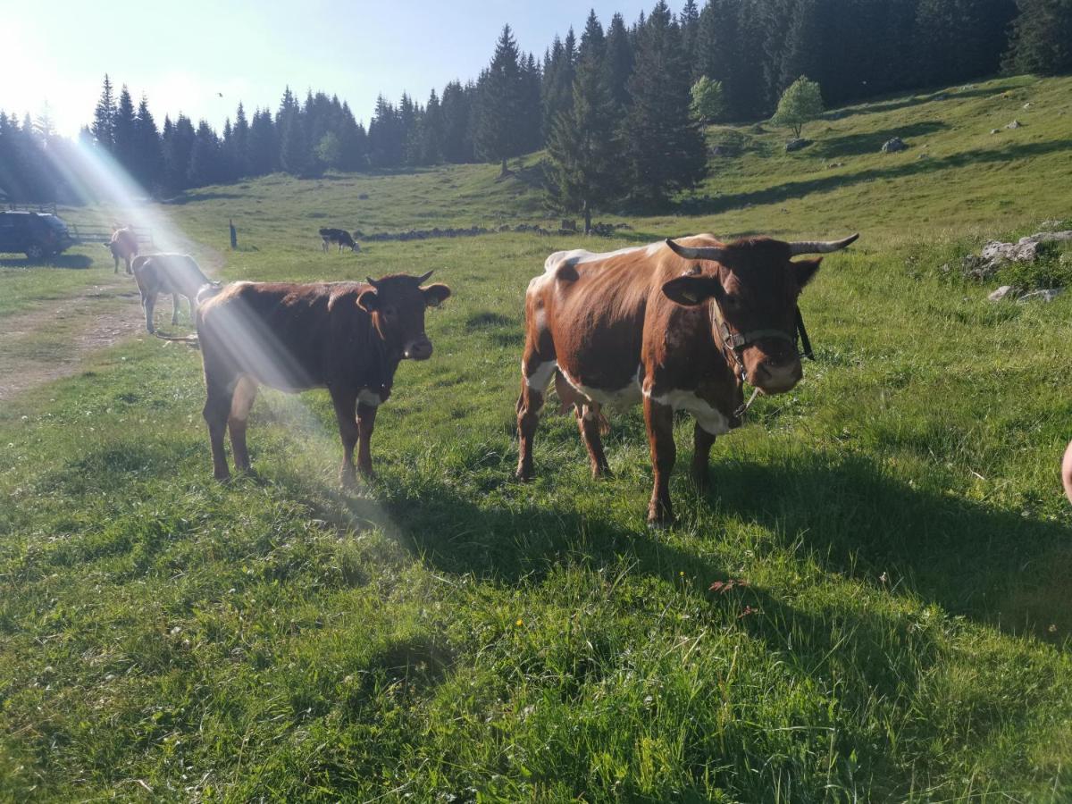 Chalet Stara Jelka Pokljuka Zgornje Gorje Buitenkant foto